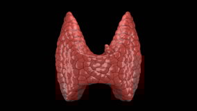 Thyroid and parathyroid gland organ rotating in seamless loop